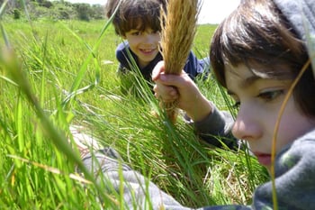 nature dojo.jpg